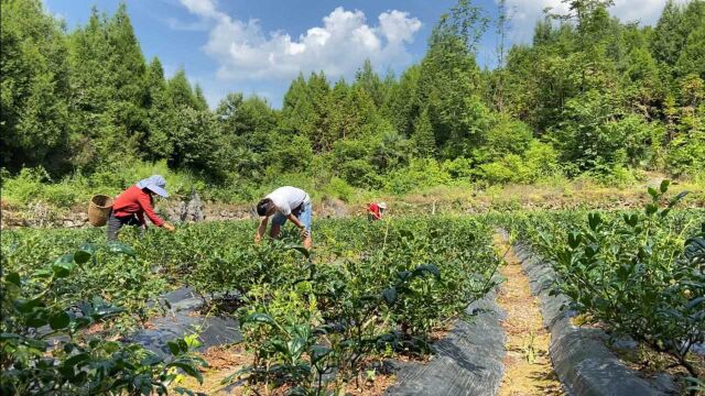 农村人采摘莓茶,湖南小伙用镜头,记录这些事