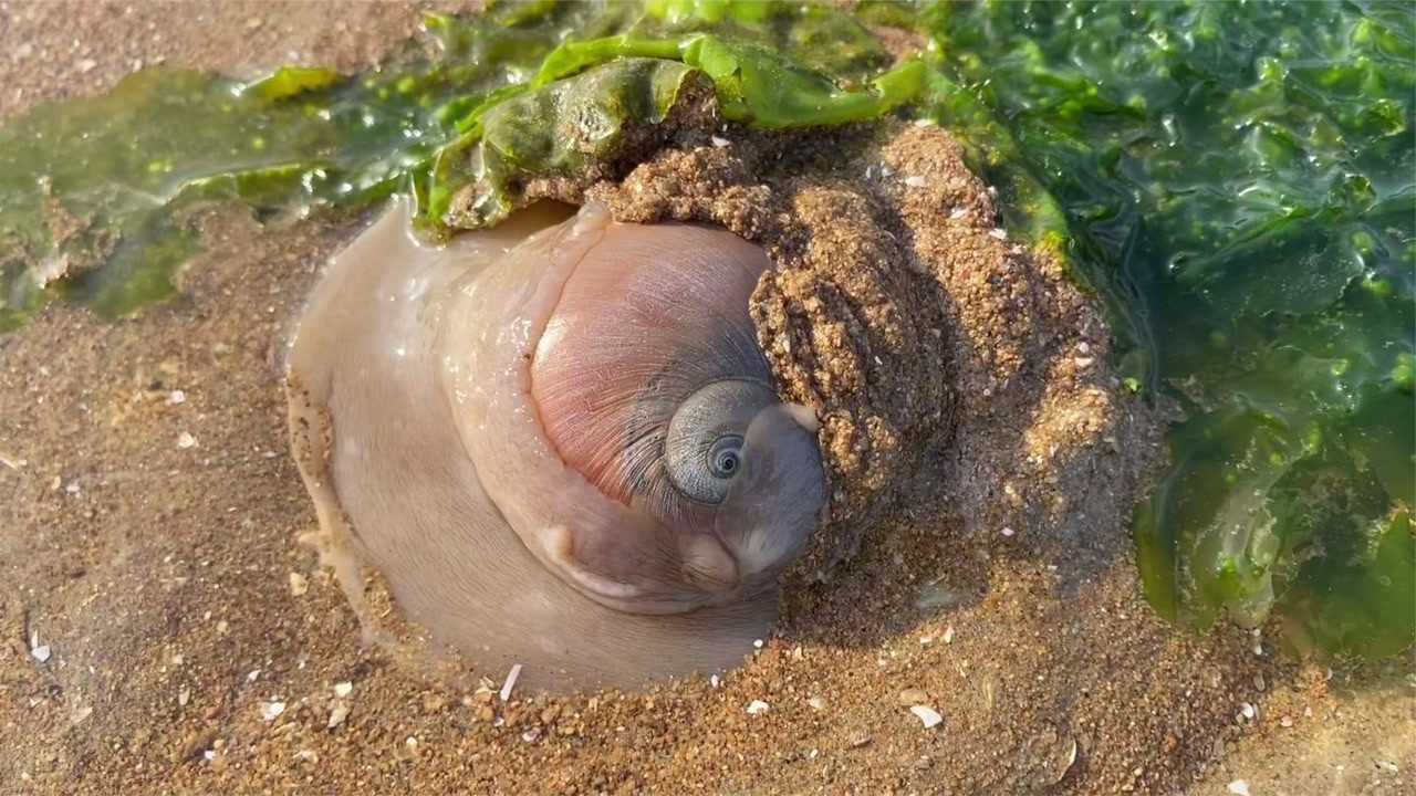 大海退潮了,大宇赶海带着盐去抓竹节蛏还发现一个翻盖的马面蟹.