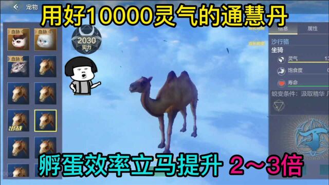 妄想山海:用好10000灵气的通慧丹,孵蛋效率立马提升2倍