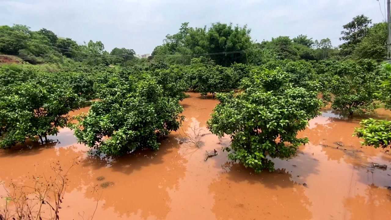 广西壮族自治区桂平市社坡镇特大暴雨洪水淹整个果场有力都没办法