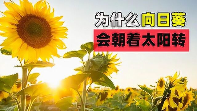 为什么向日葵会朝着太阳转?专家道出实情,看完长见识了!#“知识抢先知”征稿大赛#