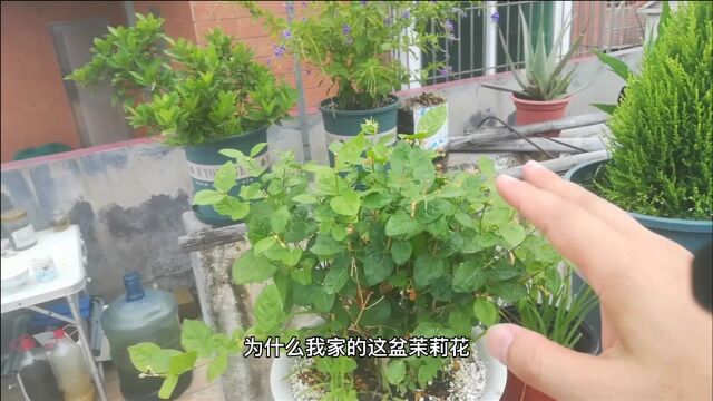 茉莉花不开花?记住10字“口令”,花多多