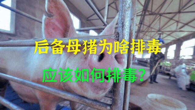 后备母猪为什么要排毒,该如何排毒,养猪人务必要知道!