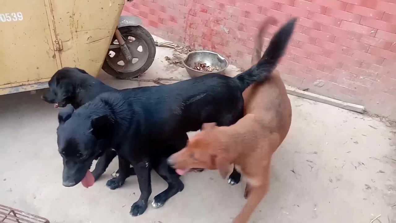 狗狗发情了三条公狗各配一次生的小狗会是什么样子的