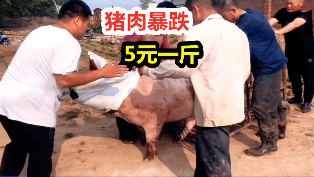 生猪价格跌至5元一斤,养猪大户清仓卖猪,看他亏了多少钱