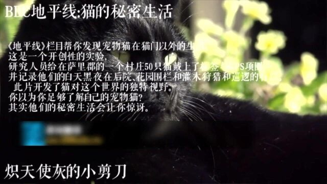 猫的隐秘生活10公猫和母猫巡视的区别