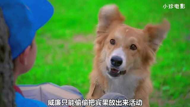 《灵犬宾果》神奇的狗子还会做心肺复苏,这样测酒驾你见过吗?