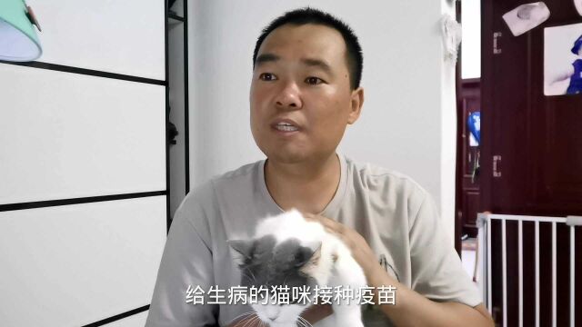 猫咪何时开始打疫苗?猫咪打疫苗的注意事项?爱猫就要懂这些