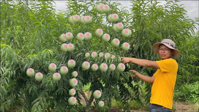 卖果苗的老板果然没有骗人,1000棵果苗都挂果量惊人,大叔赚大了