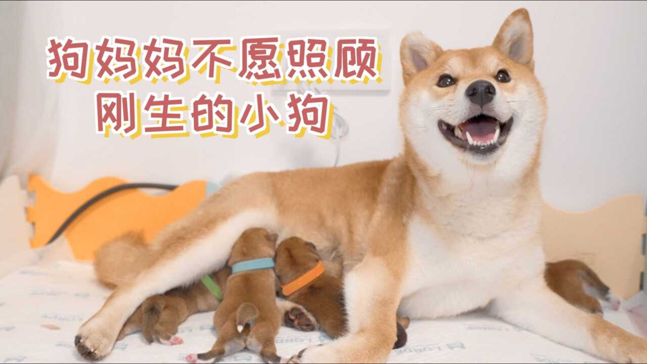 狗妈妈不愿意照顾刚生的小狗，看到自己的孩子跑走了_高清