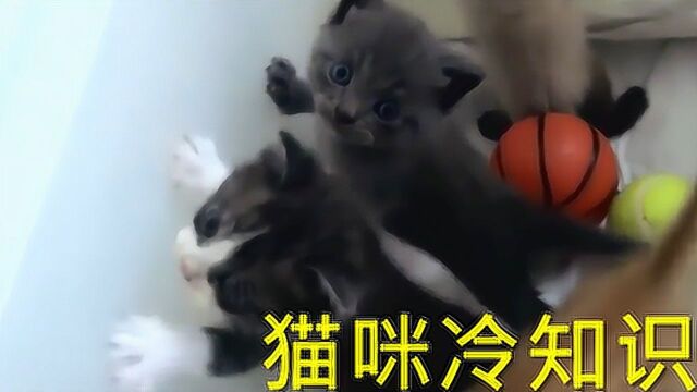 猫咪冷知识,这几个猫咪有没有萌坏你#“知识抢先知”征稿大赛#