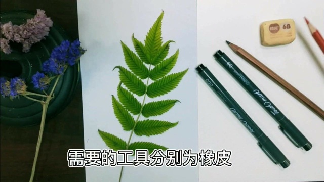 线描画叶子的基础学习,线条练习,零基础绘画简单有趣