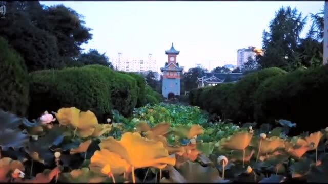 视频︱荷叶田田荷花依依 赏成都华西坝的夏日美景