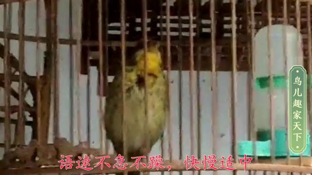 金黄金黄的大麻料形美口妙鸣叫勤,谁见谁喜欢