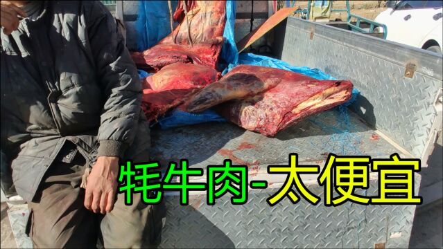 西藏牧民卖牦牛肉太便宜了,没有中间商赚差价,猜猜多少钱?