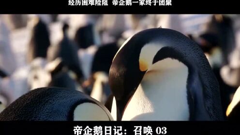 帝企鹅日记：召唤-03，经历困难险阻  帝企鹅一家终于团聚