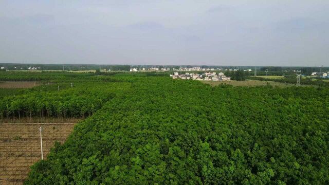 魏新庄,安徽省阜阳市界首市田营镇