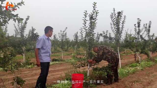 走进美丽乡村 感受幸福生活 山西昔阳县平原村千亩果园基地成规模