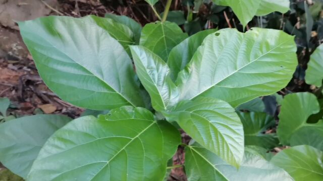 这种植物叶子长得很大,它叫对叶榕!是一种野生中草药,来认识一下吧