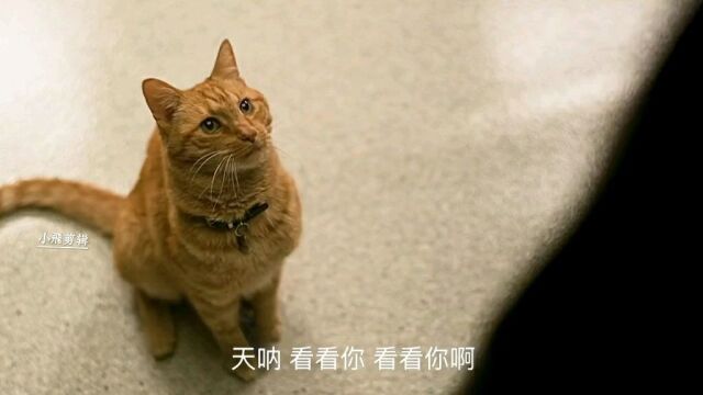 撸猫吗:可以吞下整个宇宙的猫