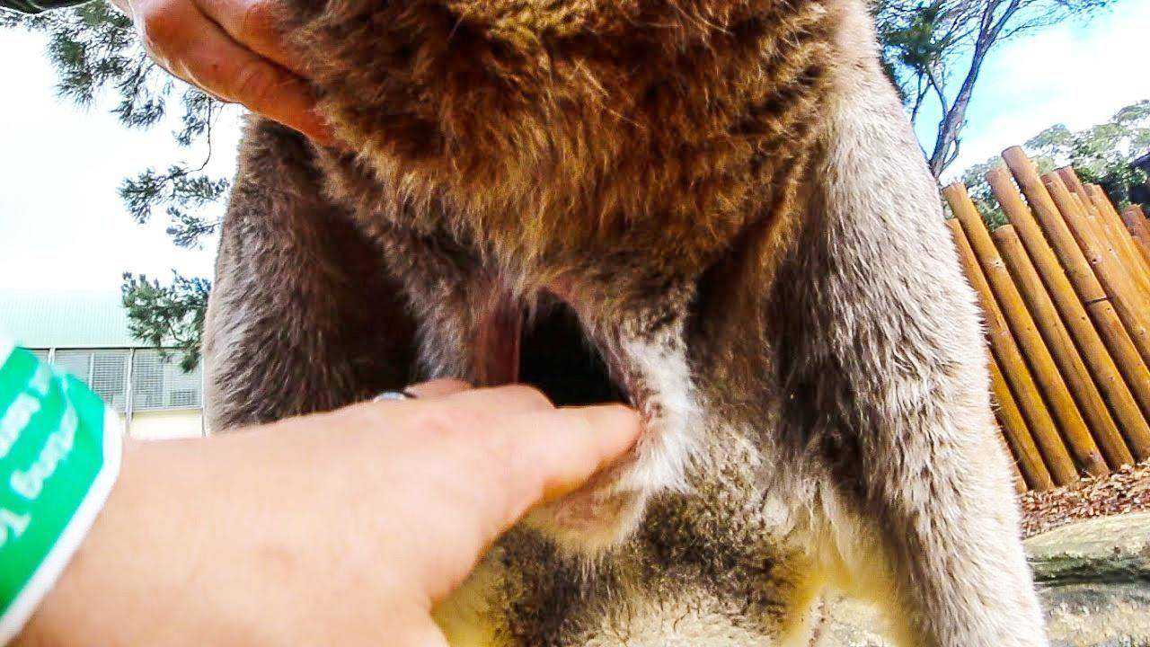 袋鼠国家,袋鼠妈妈的育儿袋里面什么样子?看完这就是母爱的伟大