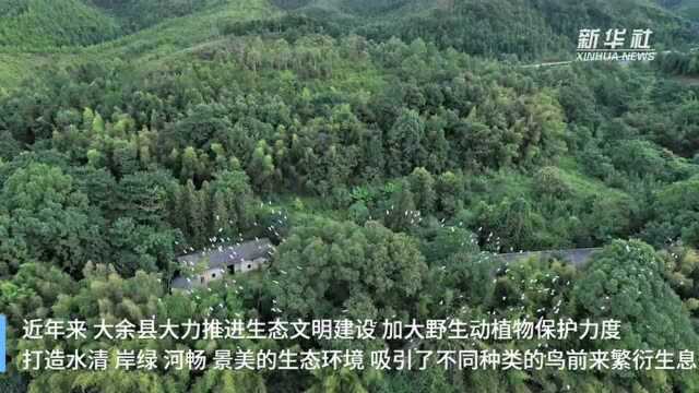 江西大余:水清岸绿生态美 白鹭田间舞翩跹