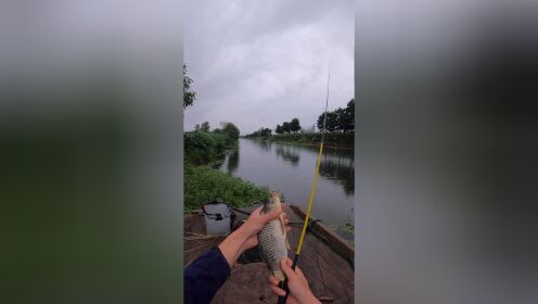 下雨天船頭釣魚,鯽魚鯉魚全都有