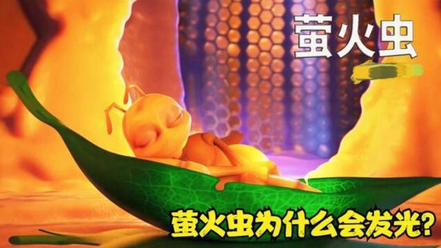 你知道萤火虫为什么会发光吗?搞笑动画《萤火虫》