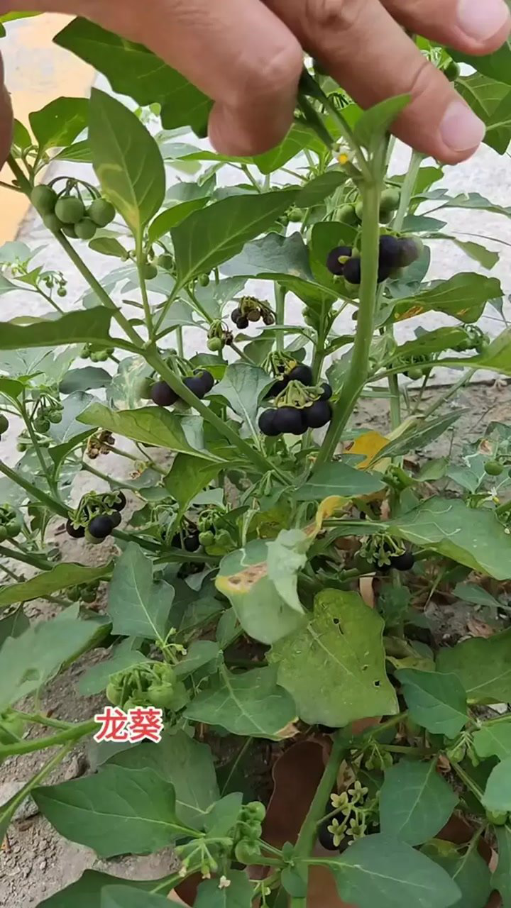 茄科植物大全图片