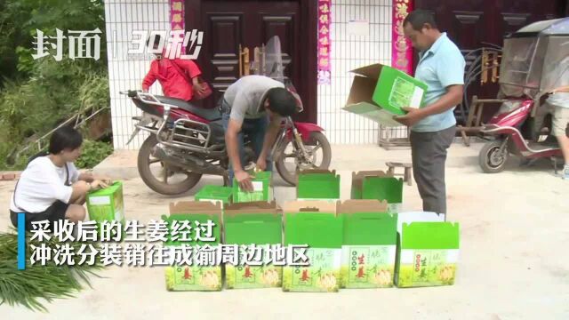 国家地理标志农产品“永福生姜”丰收 冲洗分装销往成渝地区