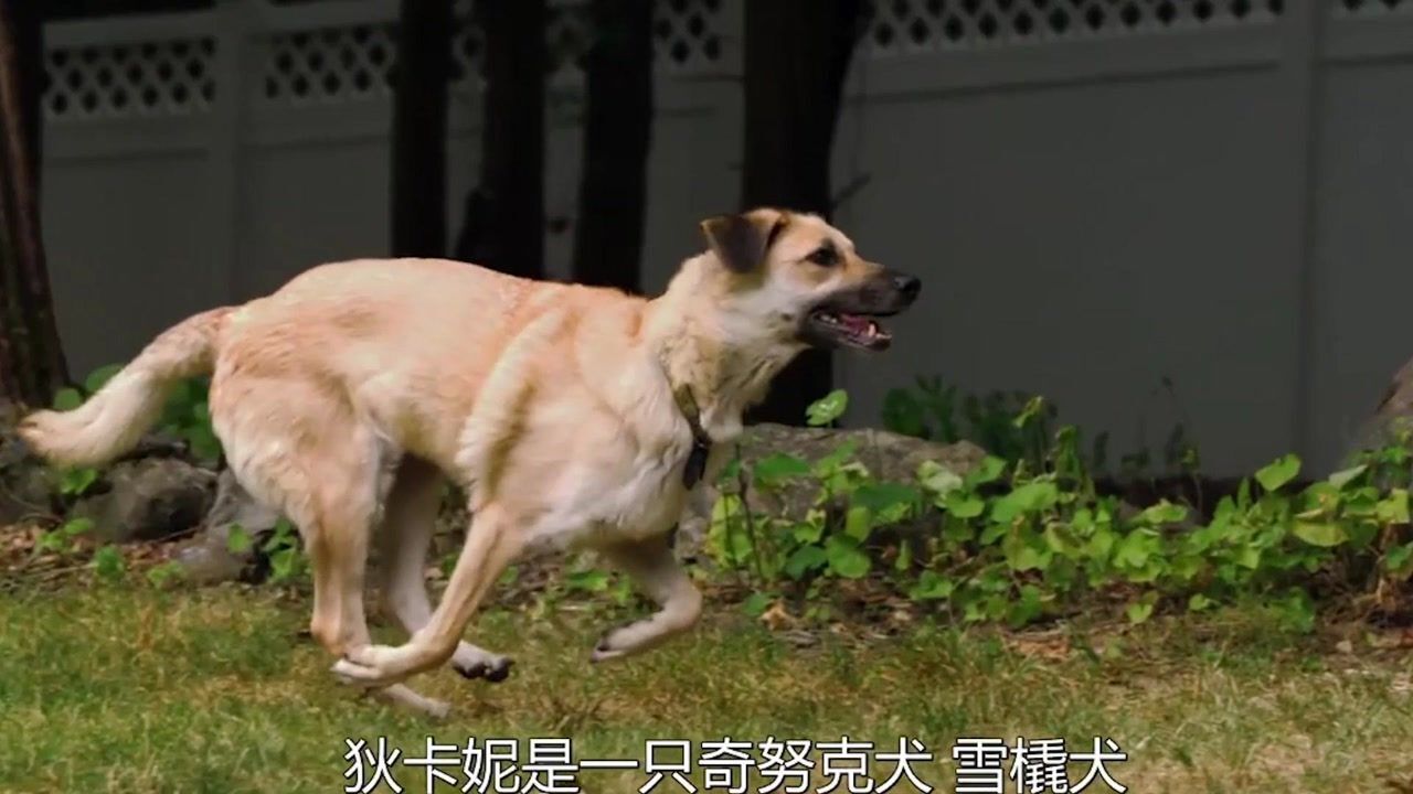 奇努克犬很稀有,每年诞生量仅100只_腾讯视频