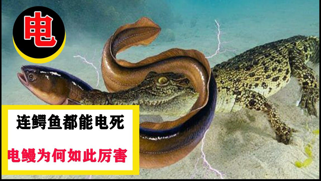 连鳄鱼都能电死的电鳗,会被人类电的电电死吗?
