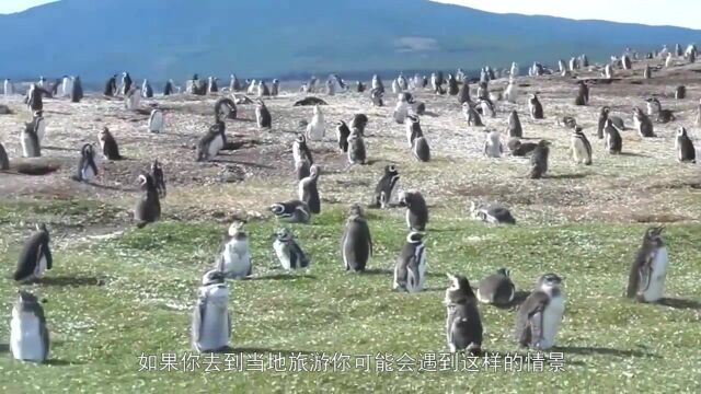 企鹅毛衣募集中!民众疯为企鹅织毛衣,而萌样背后有段心疼故事