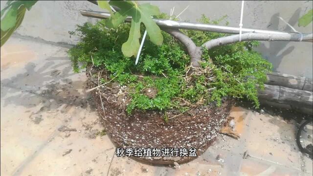 “根线虫”是什么?花草长了根线虫,居然可以用它来治