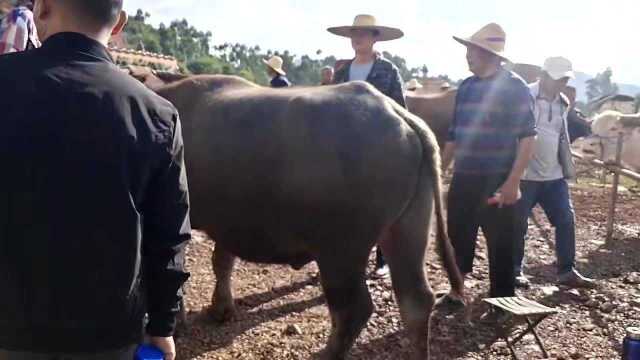 这样体形大阉牛跟公牛差不多,公牛脖子粗这就是公牛阉牛区别