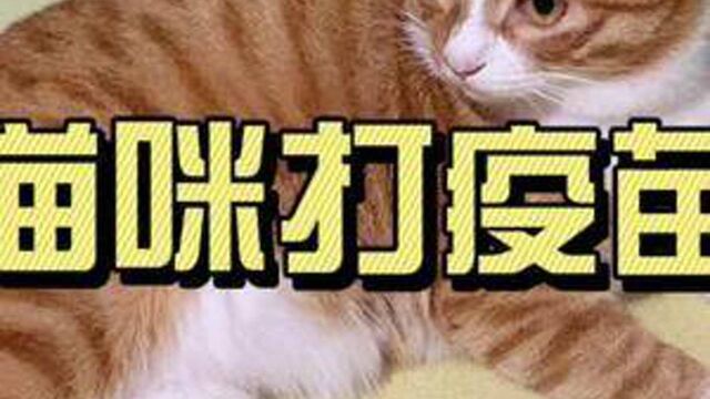 猫咪的疫苗怎么打?打什么疫苗?#橘猫小鸡仔 #科学养宠攻略