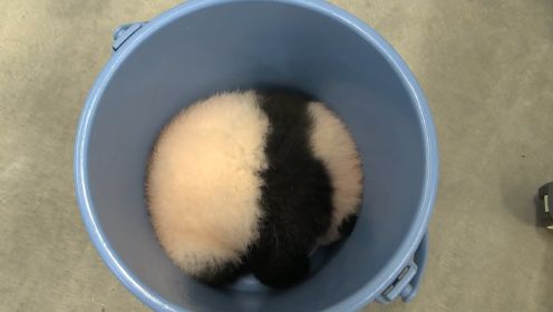 熊猫一头栽在塑料桶中，本以为发生了意外，饲养员一看却笑了