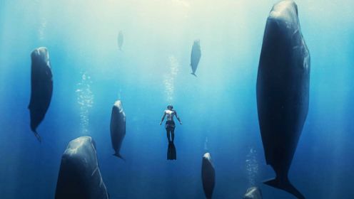 【深海巨兽】抹香鲸睡觉时酷似外形飞船降临地球
