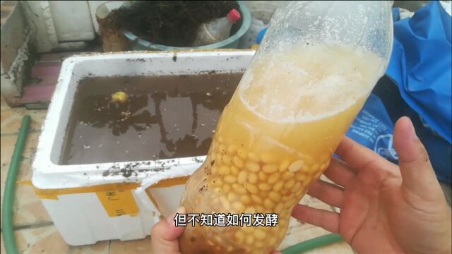 “黄豆肥”有机肥王,我家每年都会做,承包一整年的花肥和菜肥