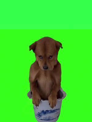 变身狗狗绿幕素材#绿幕素材 #变身 #狗狗 #专治不开心 #特效勇哥