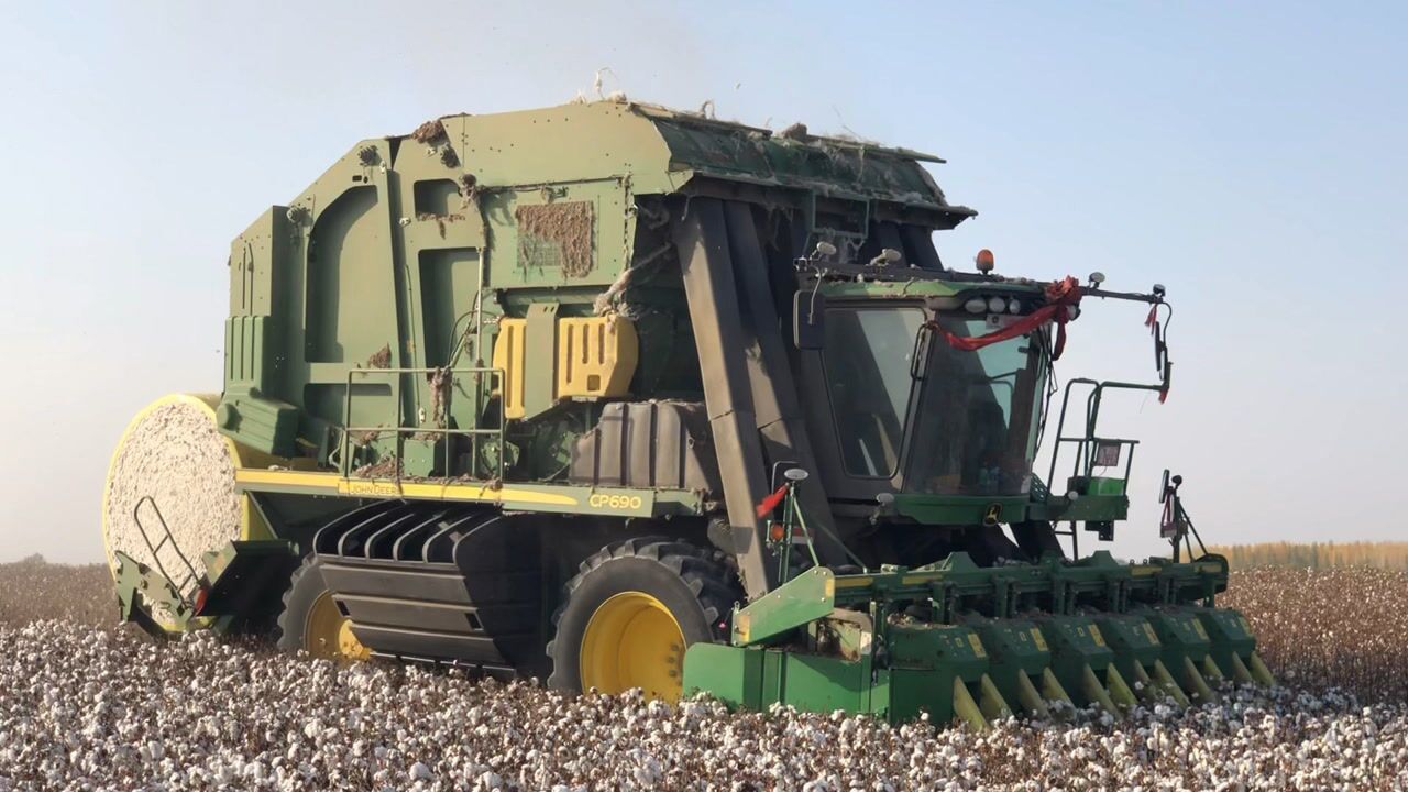 现场实拍新疆棉花机械化采摘