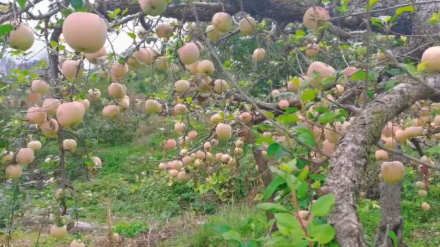 大山里,路边卖苹果大爷的苹果园,丰收啦!