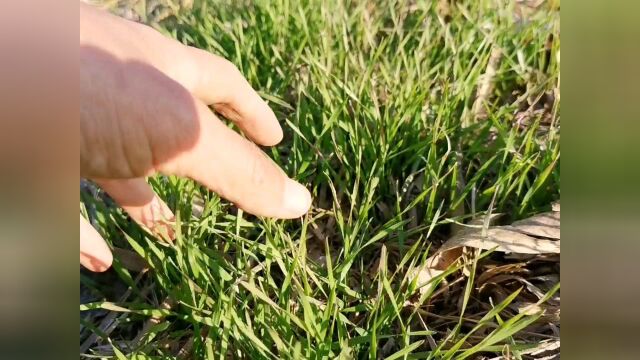 今年小麦播种晚的农民,除草剂不用再花钱买了,看看为啥?@看点小助理 @天天快报 #萌新UP