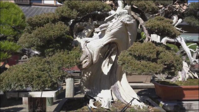 “无价之宝”盆景艺术,巧夺天工的盆景造型,每一盆都是活的雕塑