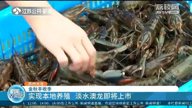 苏州太仓:实现“稻虾共作” 每亩收获300斤 淡水澳龙即将上市