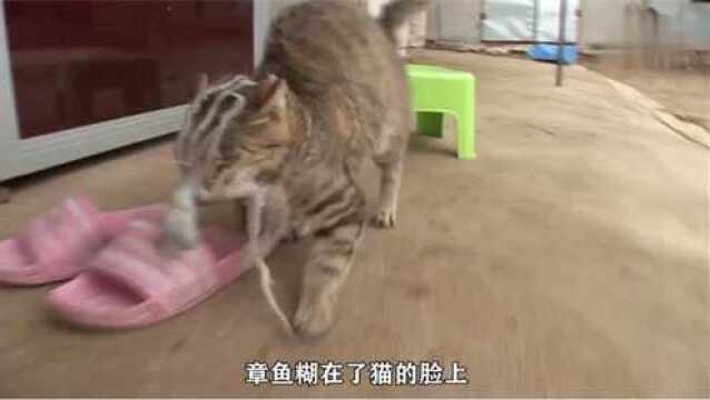 偷吃章鱼的猫