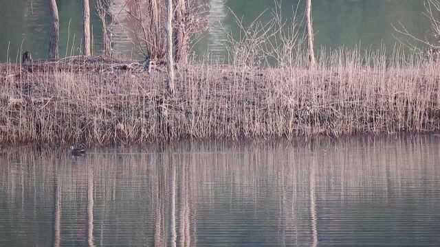 重庆忠县:平湖风光美 水鸟翩飞来