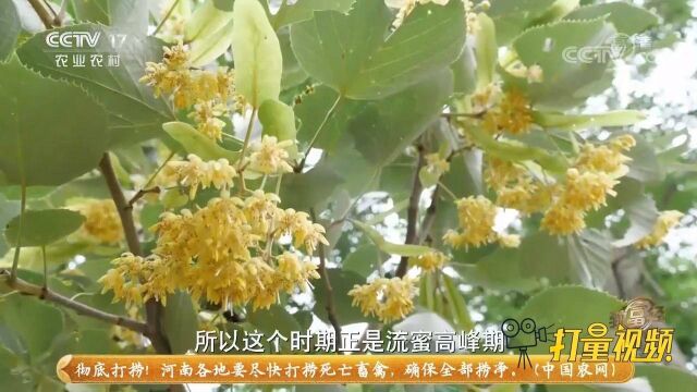 男子非常关注椴树花,这关系到他年赚1500多万能否实现