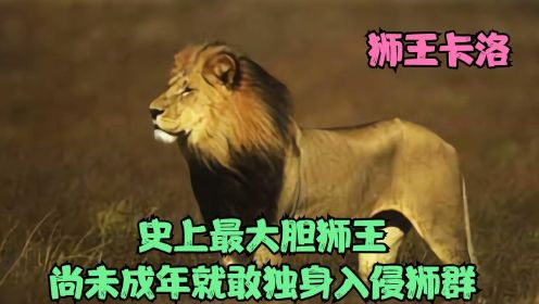 纪录片：未成年雄狮独身入侵狮群，胆量超群结局却分外悲惨