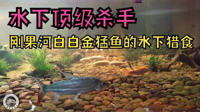 水中顶级捕食者,刚果河白金猛鱼